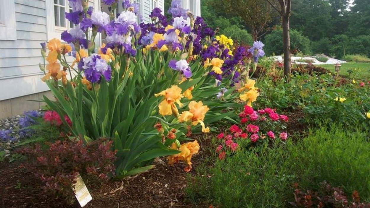 Цветущая клумба пион Ирис