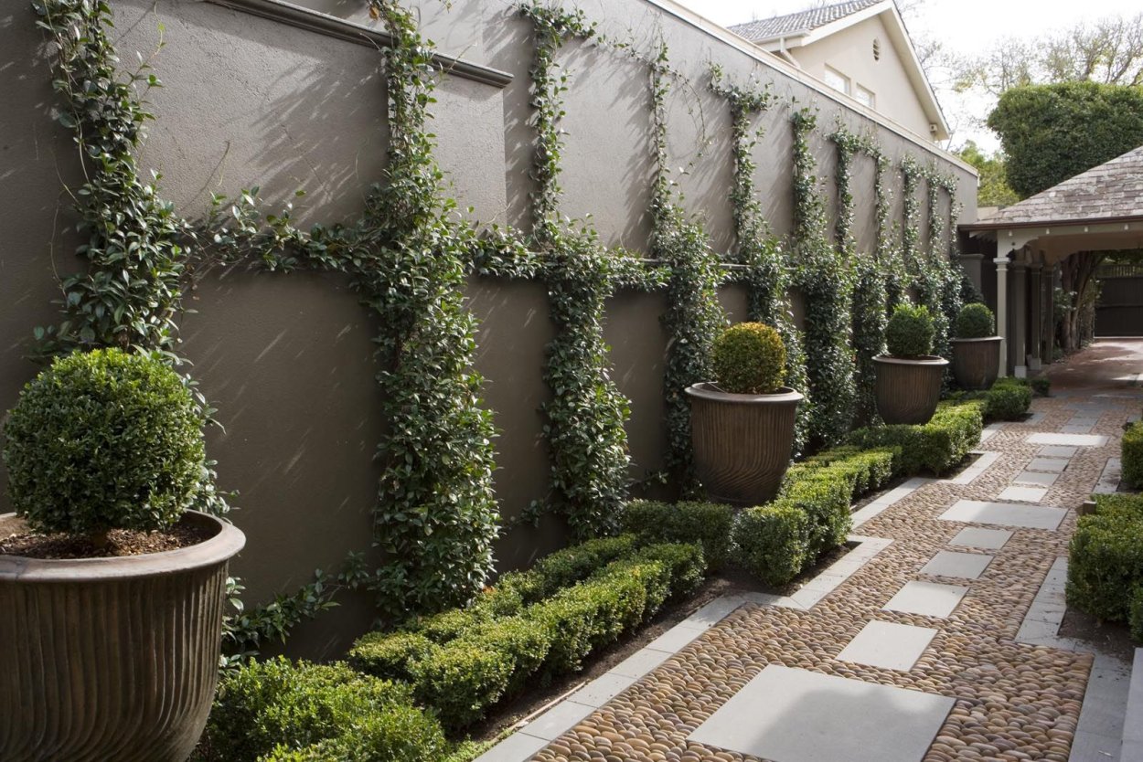 Озеленение забора растениями