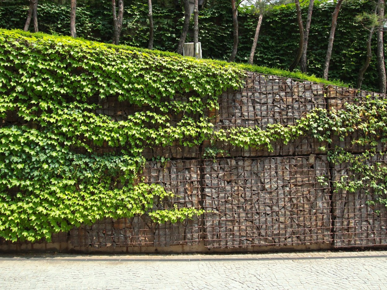 Живая изгородь (виноград + плющ) (Аэлита)