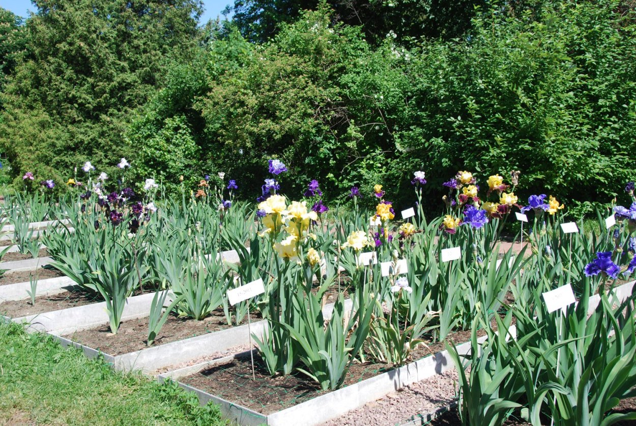 Ирисы в рабатке