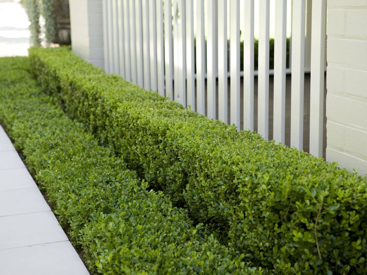 Самшит Буксус бордюрная