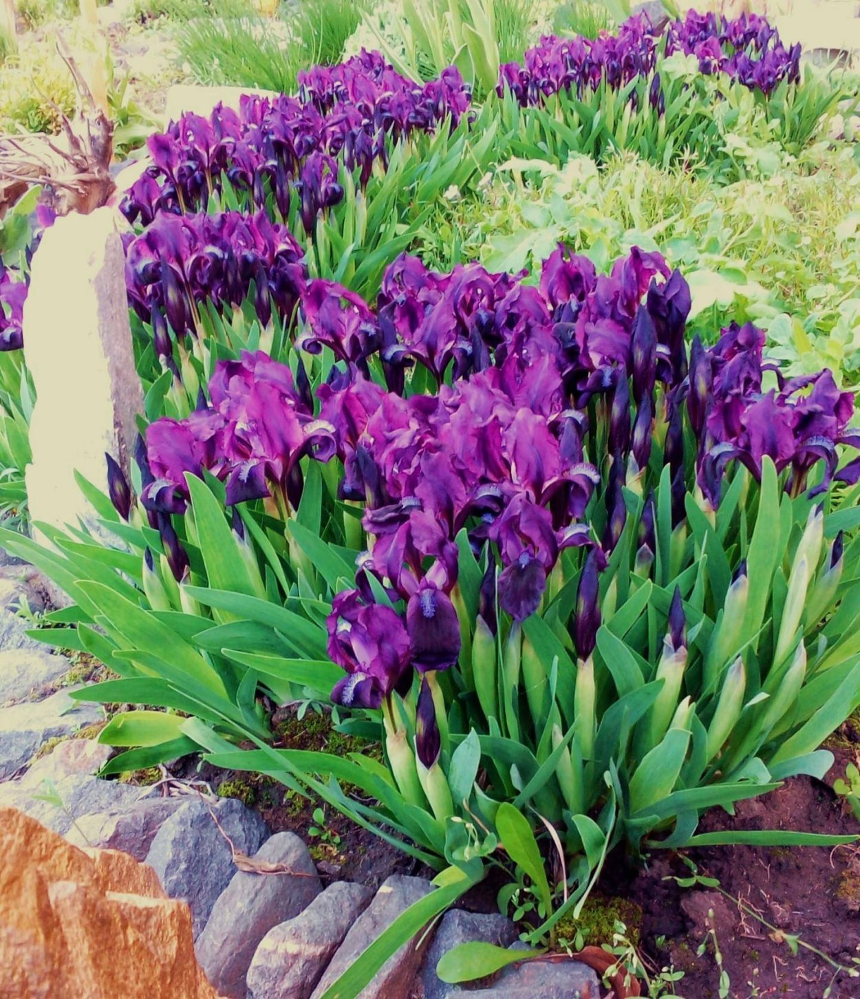 Ирис Сибирский луковицы