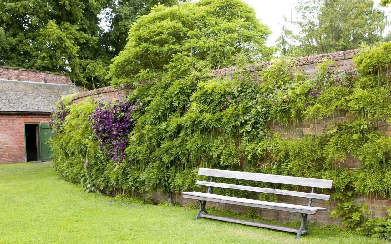 Живая изгородь в пейзажном стиле