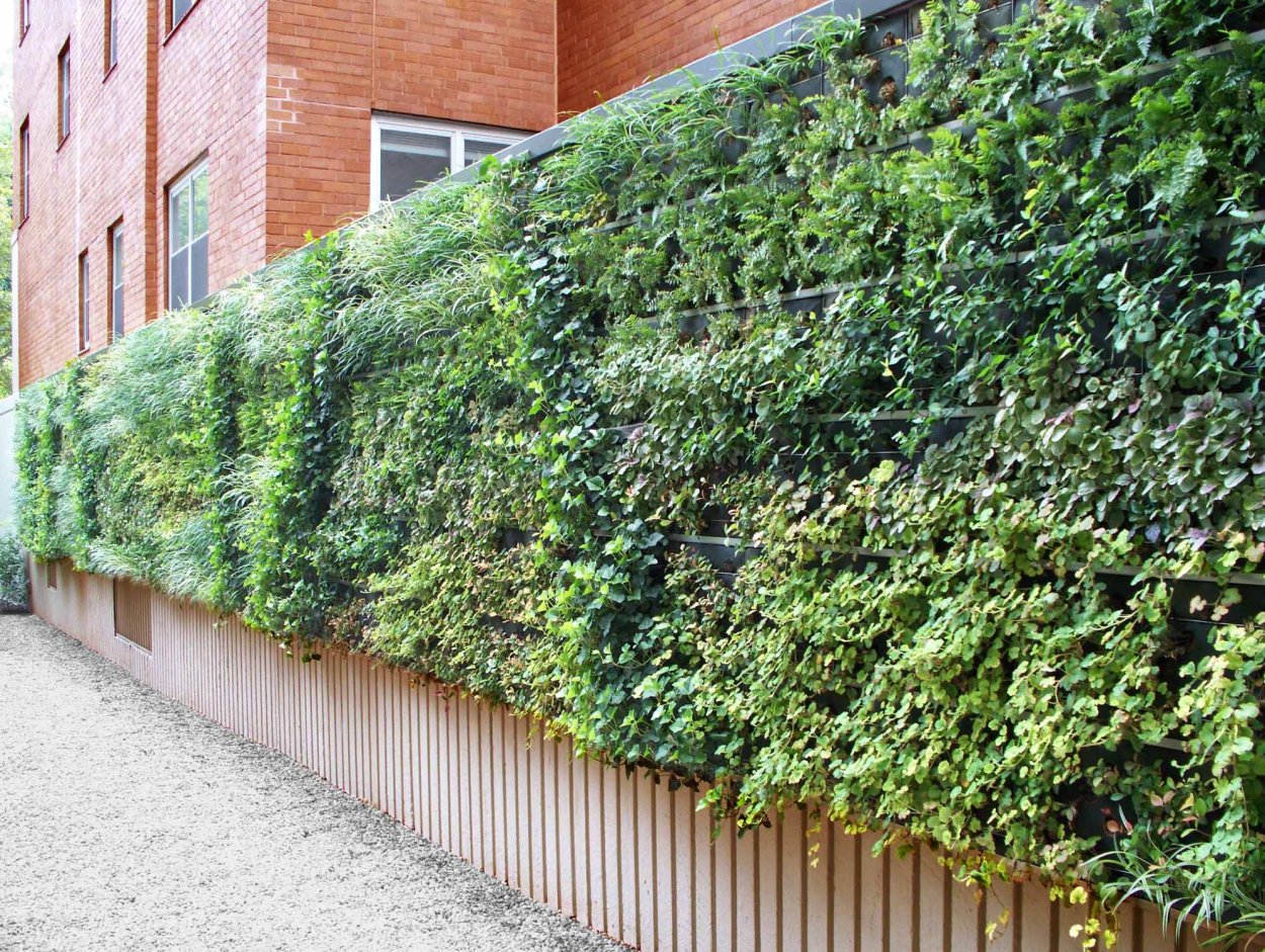 Смолосемянник изгородь