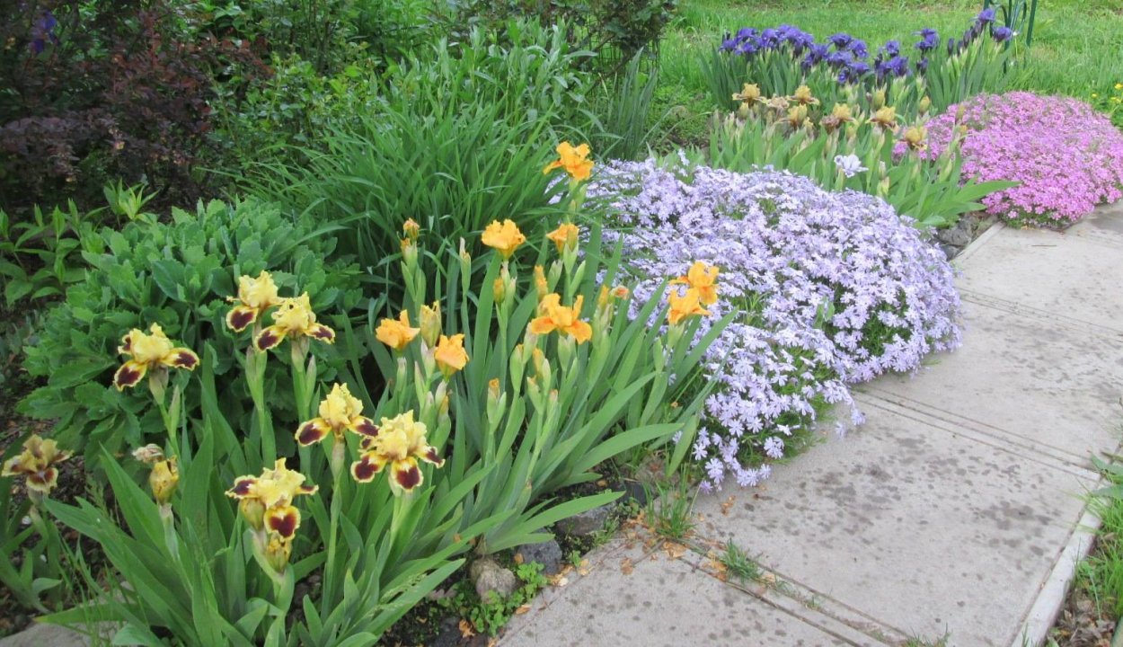 Флокс шиловидный и Ирис