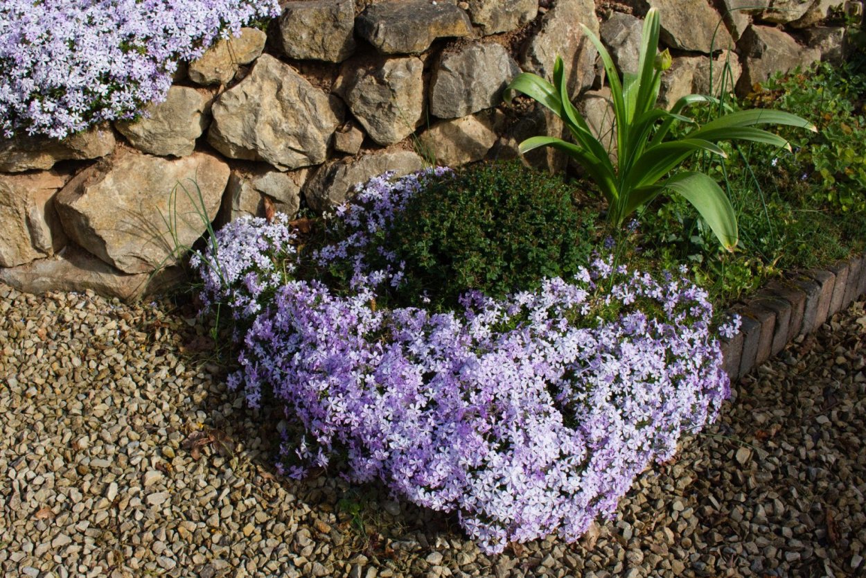 Флокс шиловидный Emerald Cushion Blue