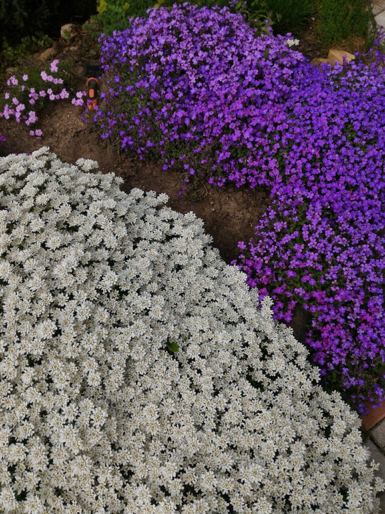 Обриета многолетняя Ясколка