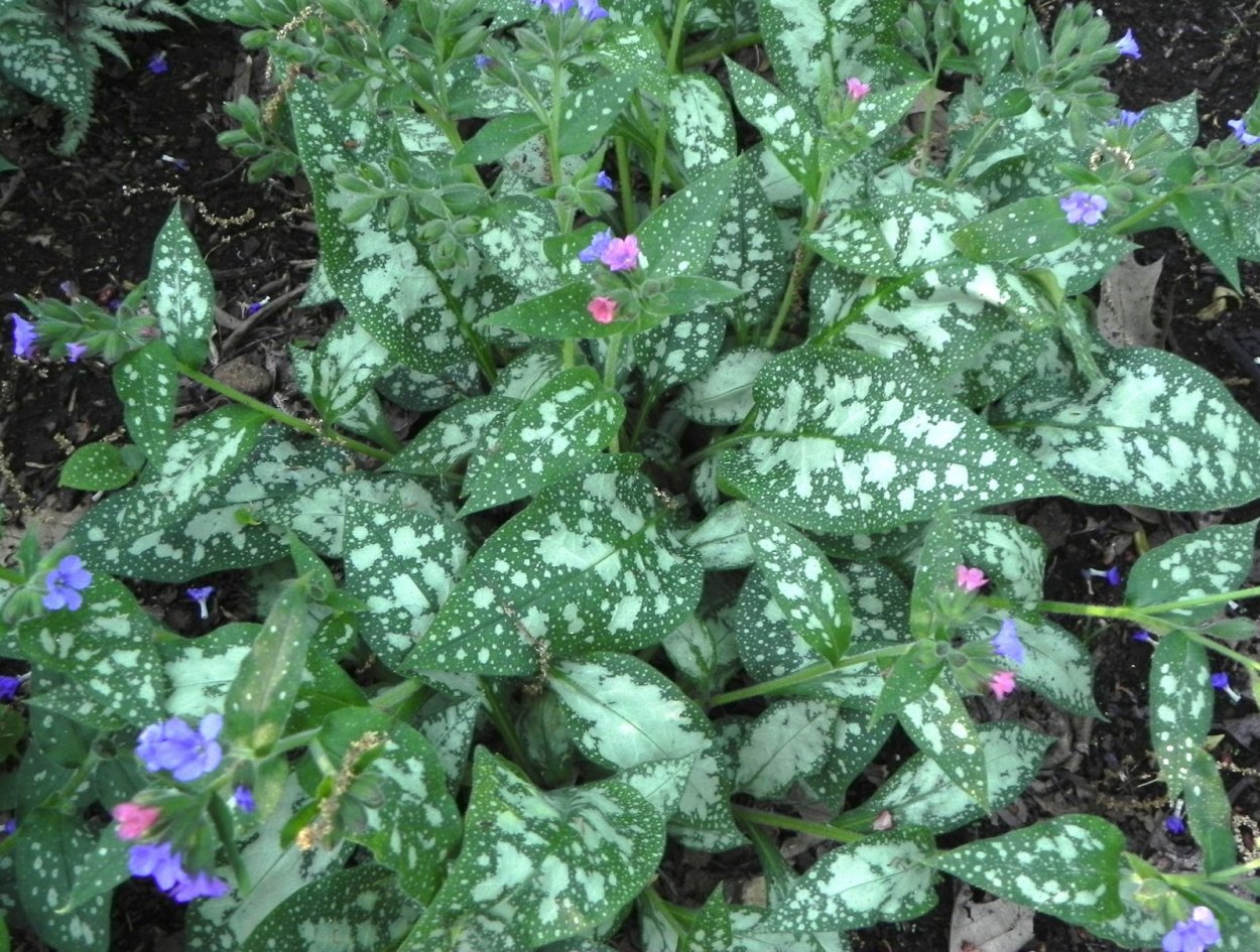 Медуница Вариегата