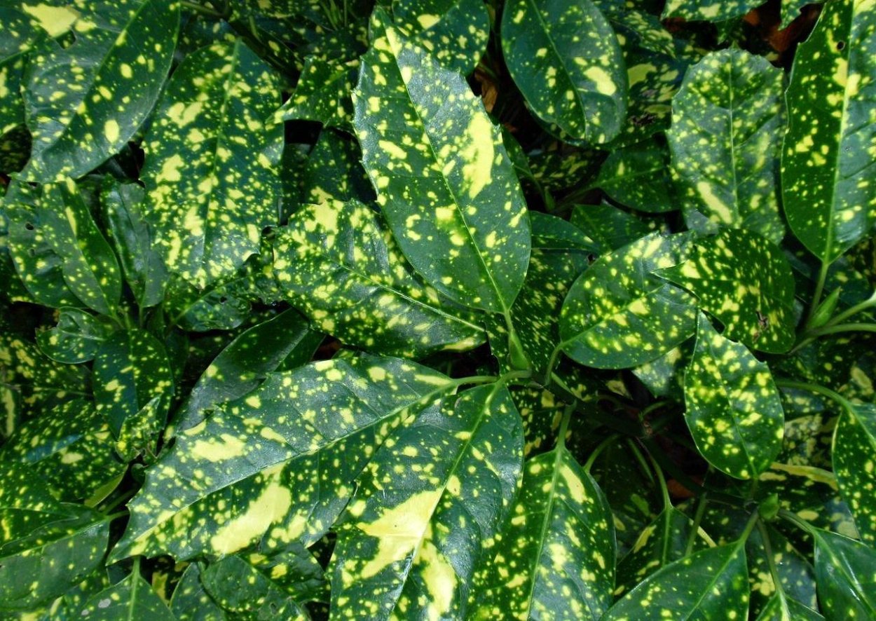 Аукуба Японика