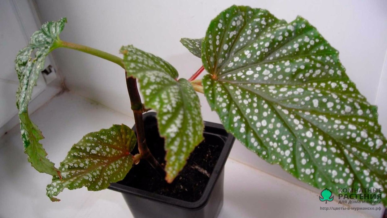 Бегония пятнистая крапчатая