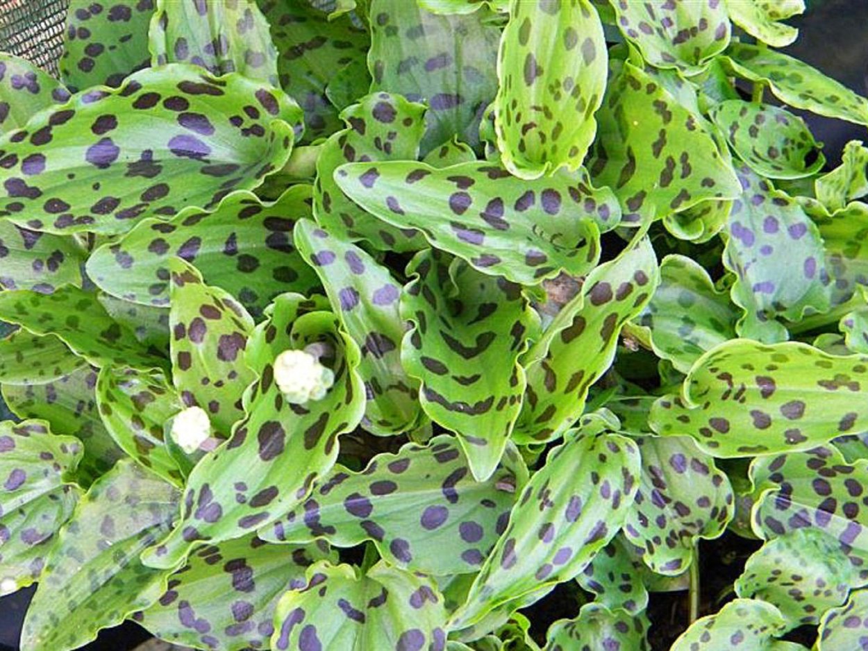 Дримиопсис полосатый