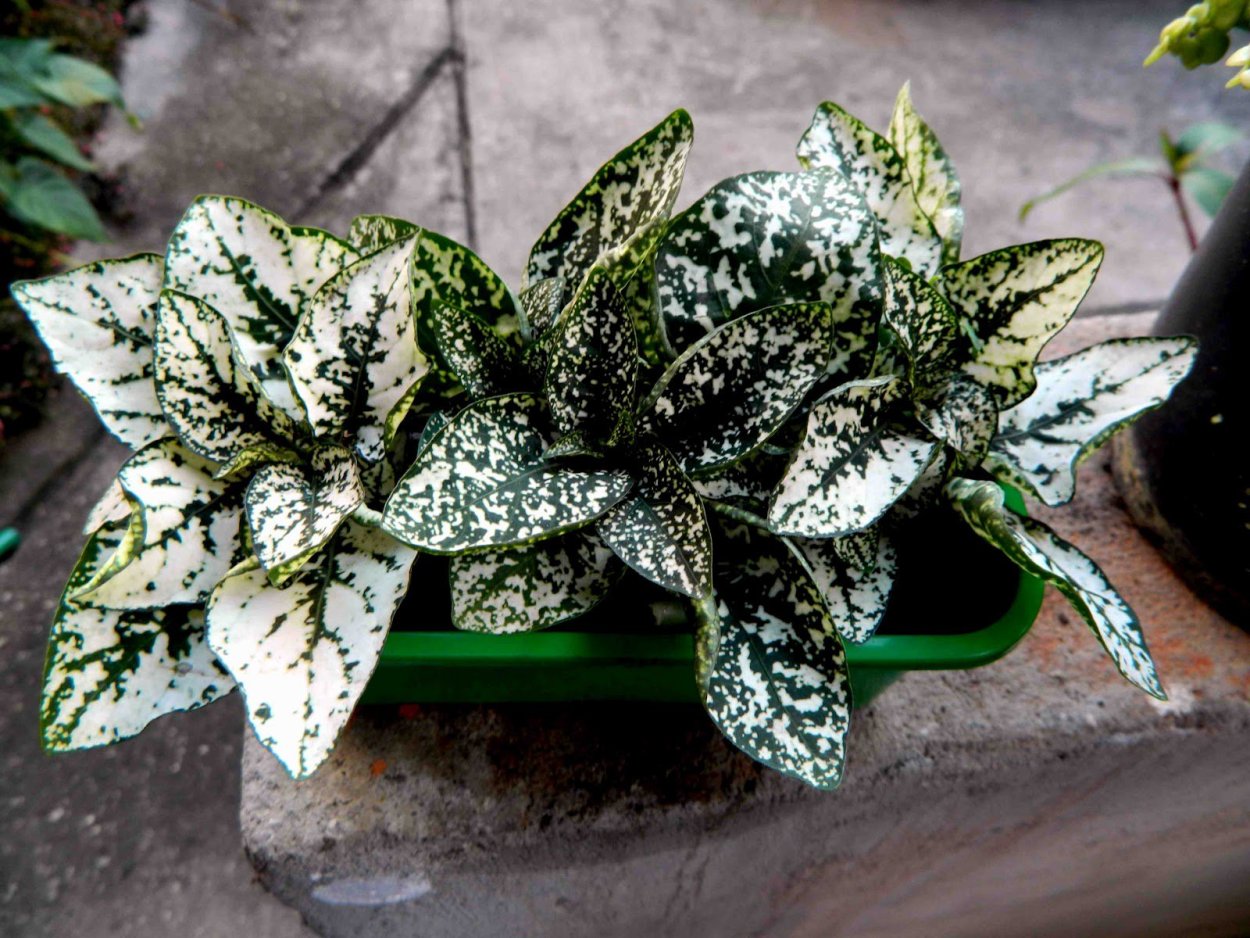 Пилея гипоэстес