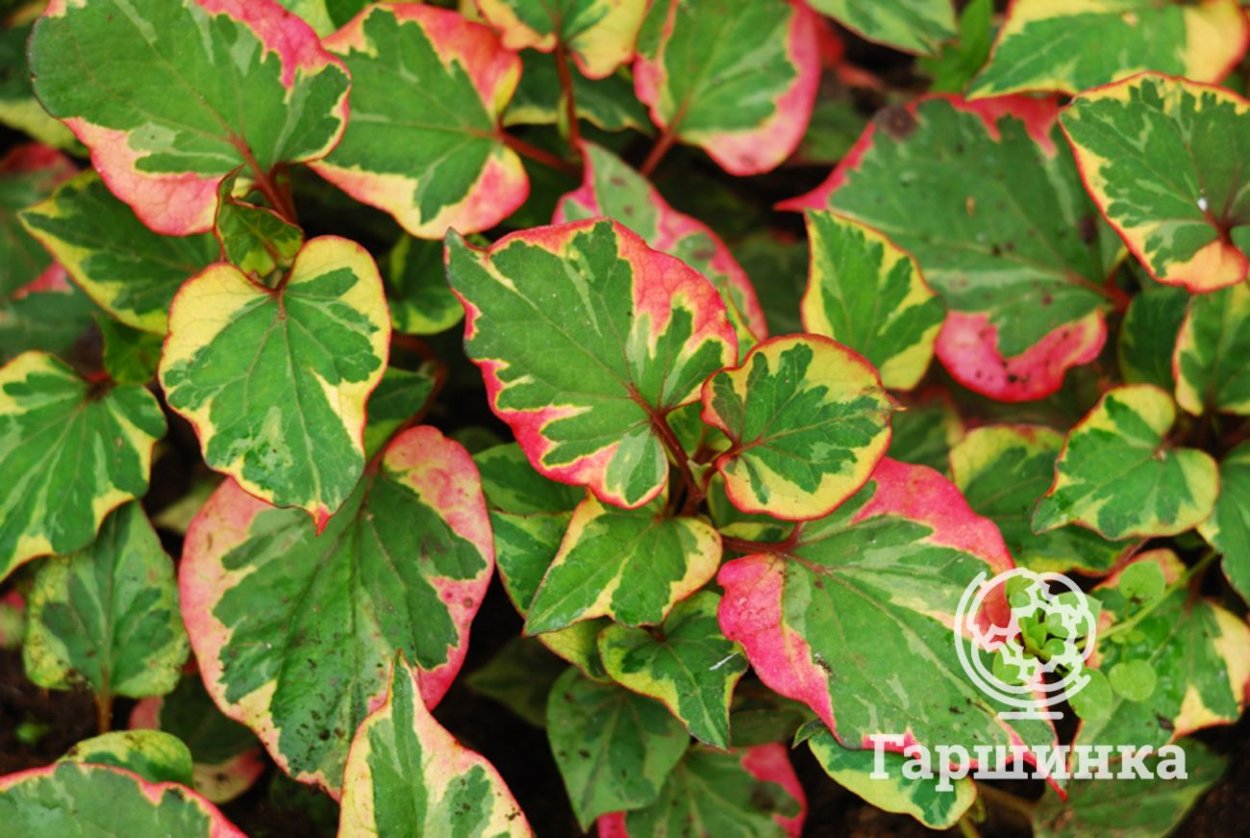 Хауттюйния хамелеон