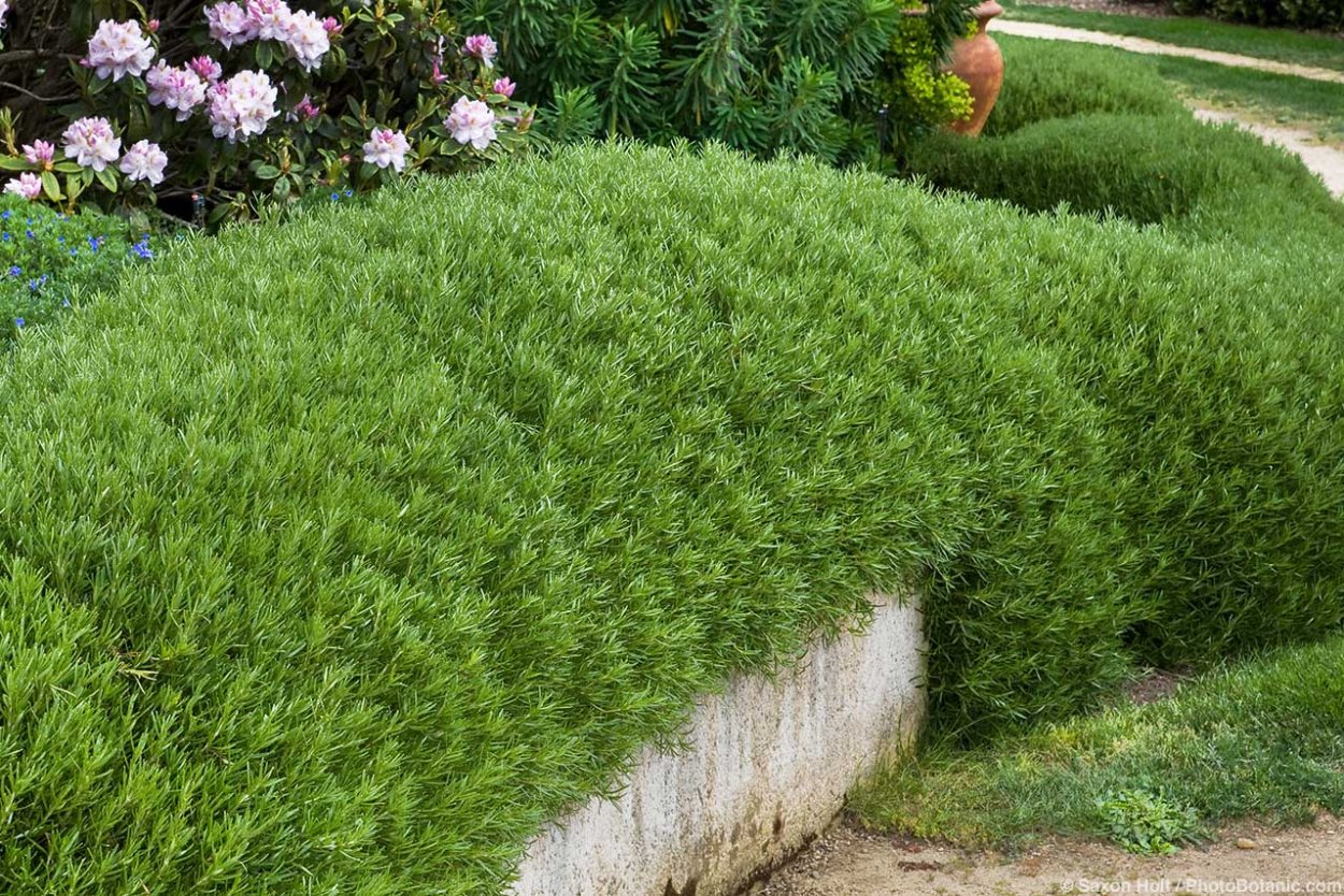 Розмарин Живая изгородь