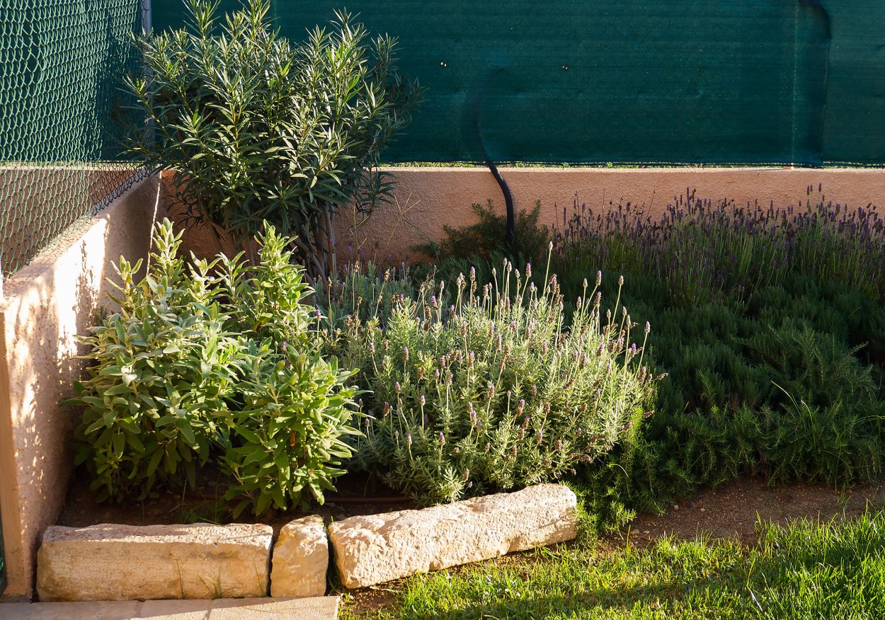 Розмарин в ландшафте