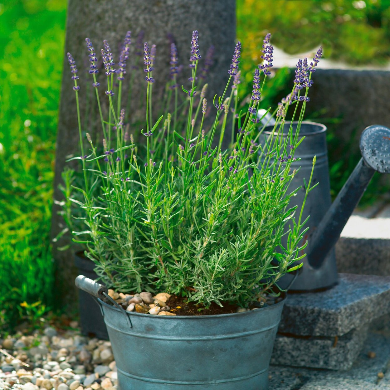 Всходы лаванды узколистной