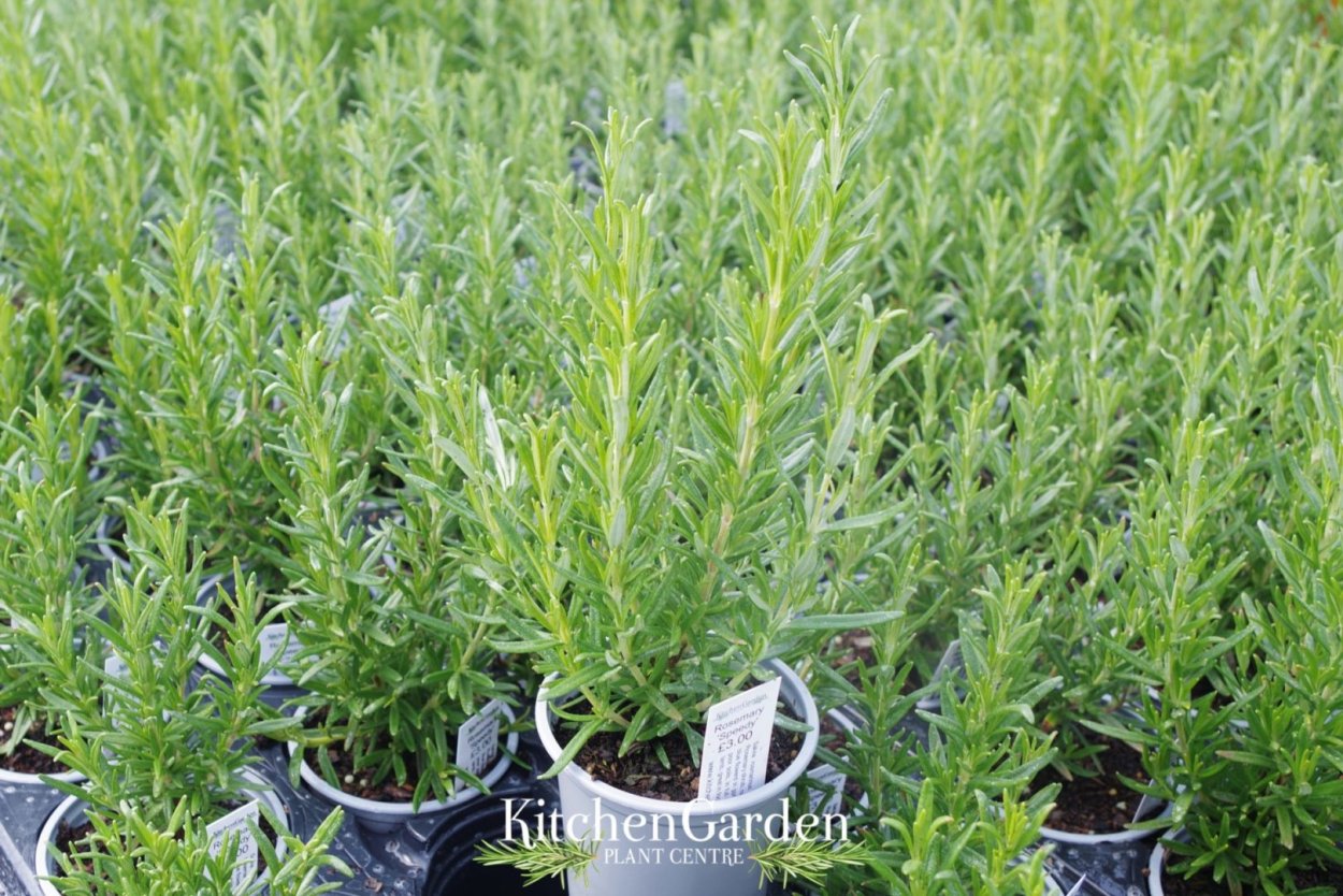 Розмарин кустарник садовый