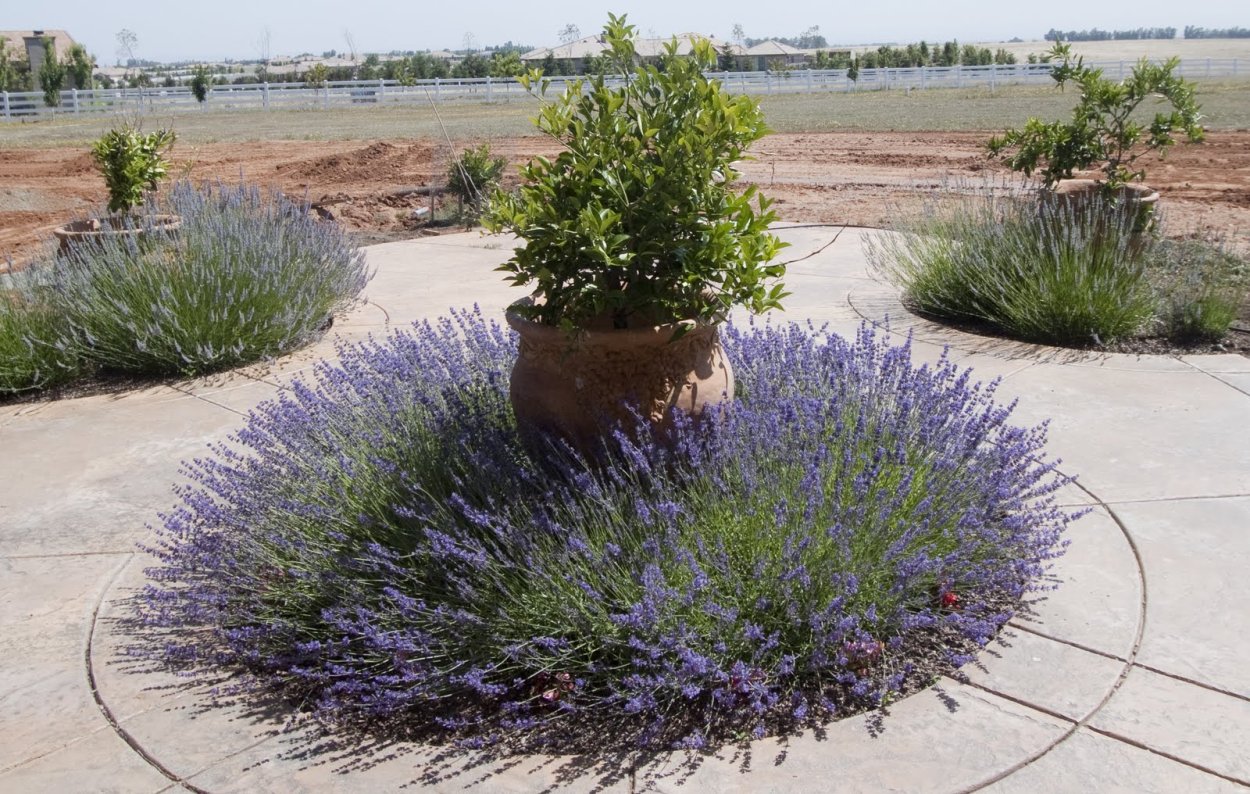 Альпийская горка хвойники злаки шалфей Лаванда