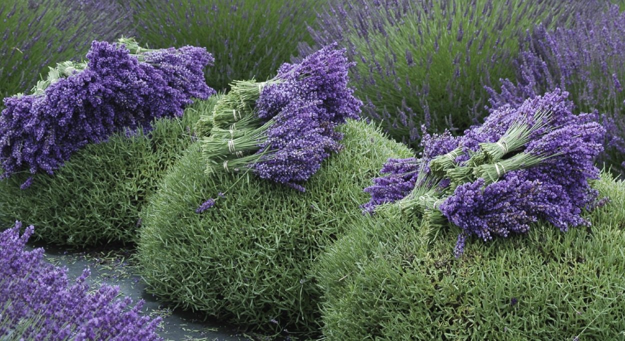 Статице Вересковый сад