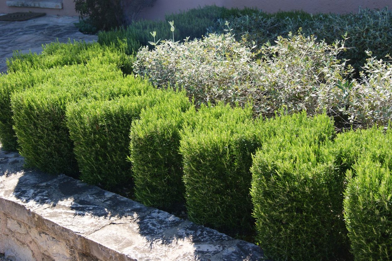 Растения Живая изгородь розмарин