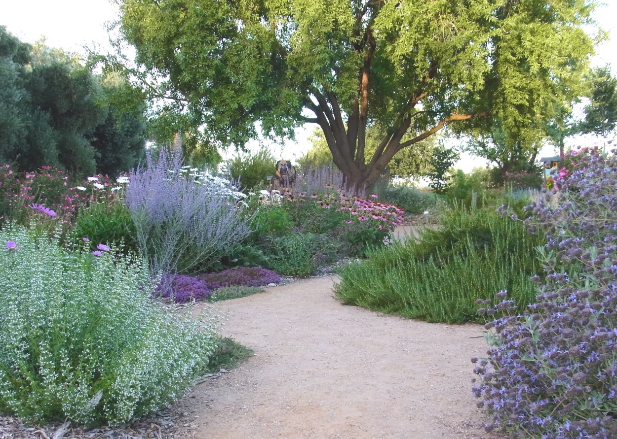 Лаванда узколистная Ричард грей