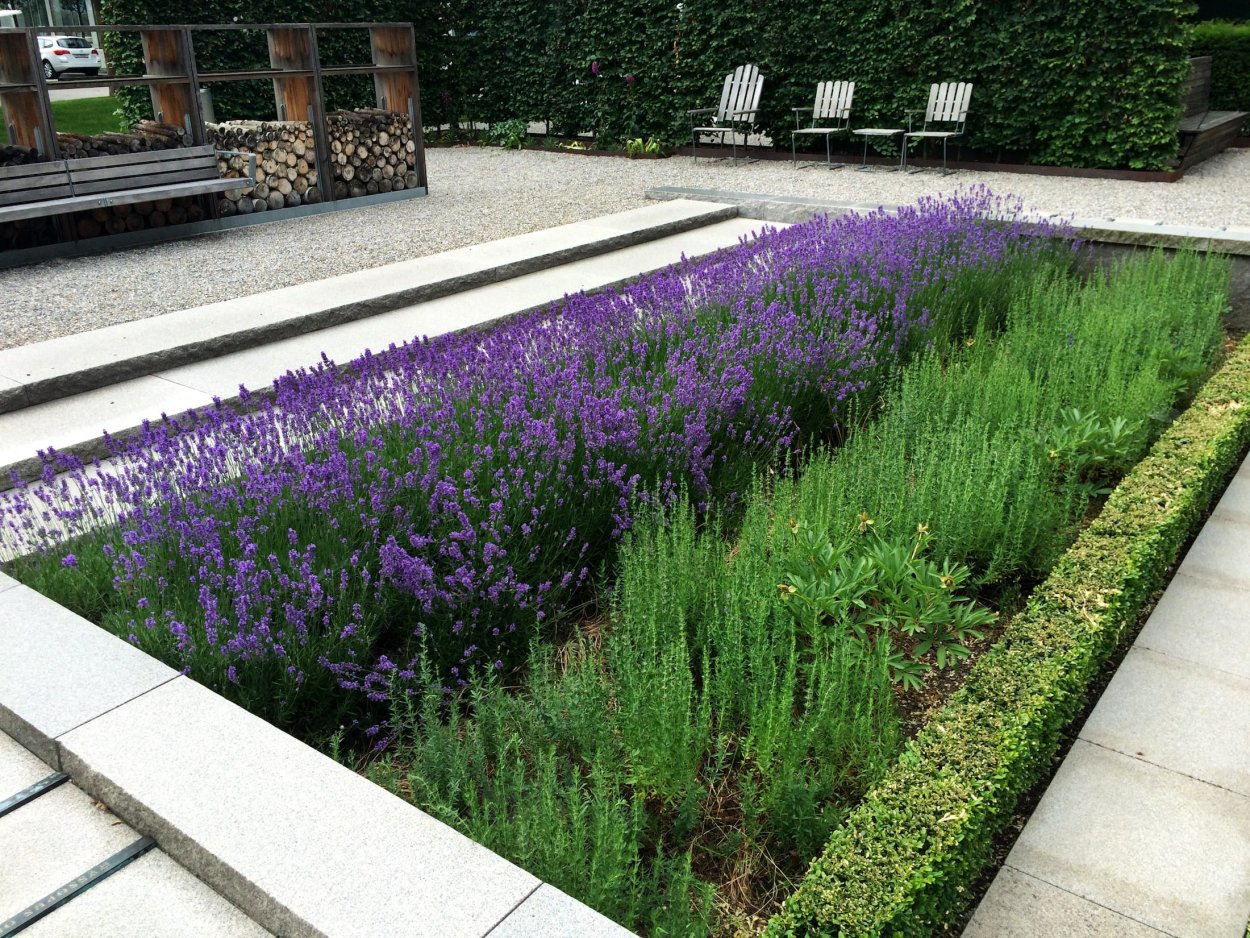 Лаванда розмарин в саду в ландшафтном