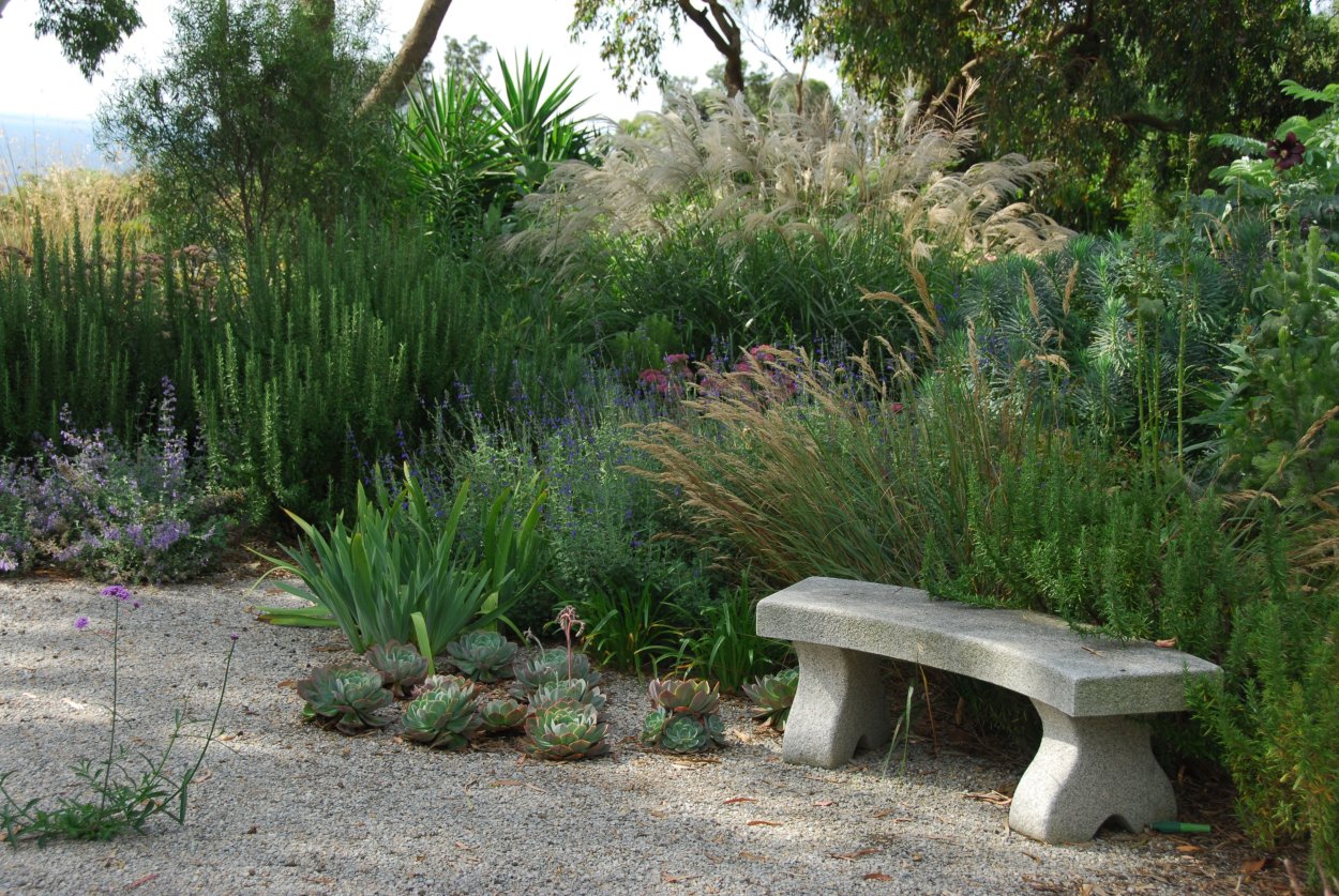 Розмарин кустарника ландшафте