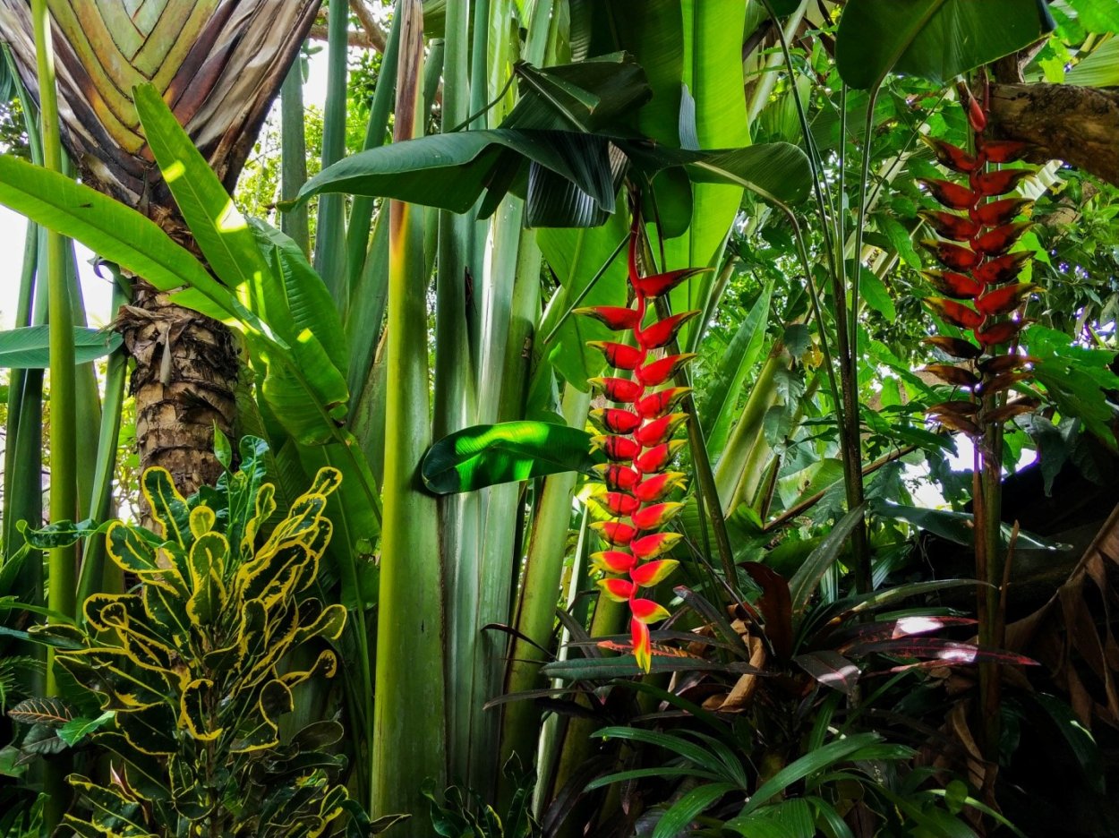 Жасмин Плюмерия