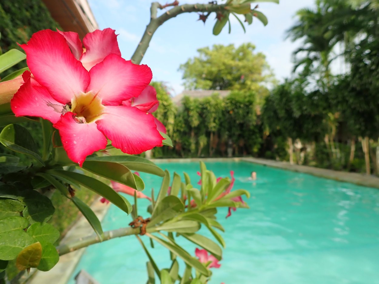 Бали имбирь цветок