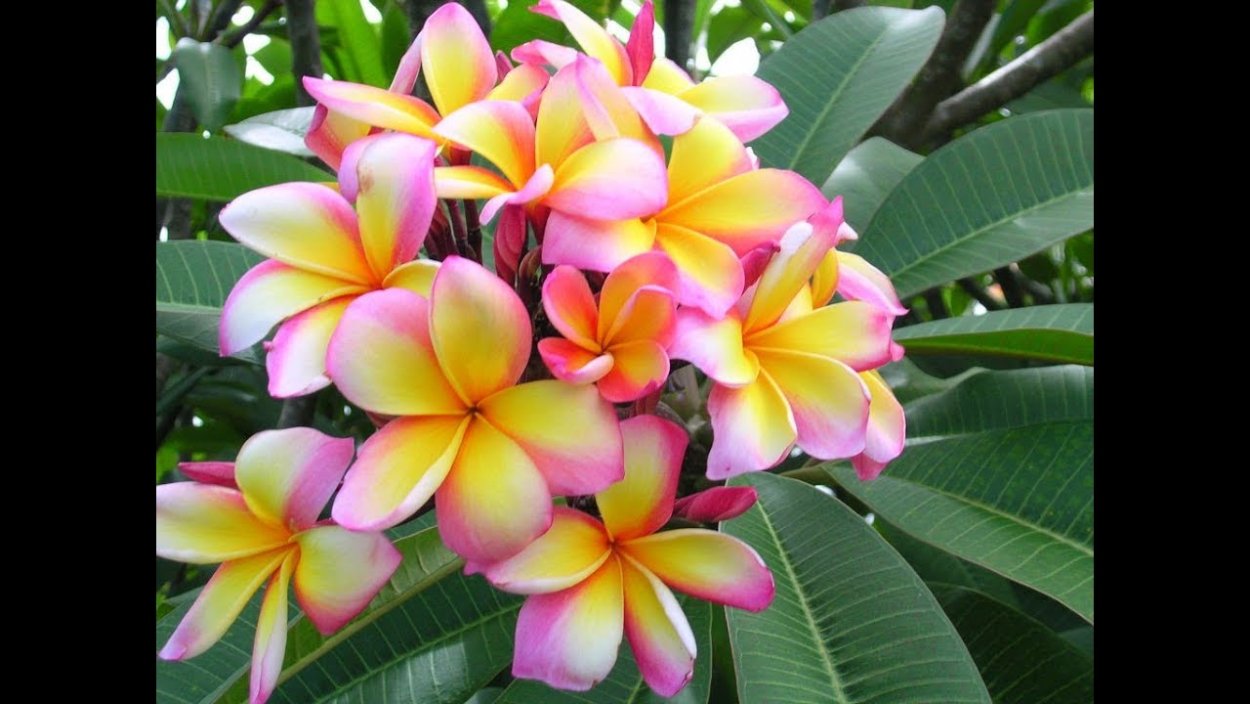 Ликуала кордата