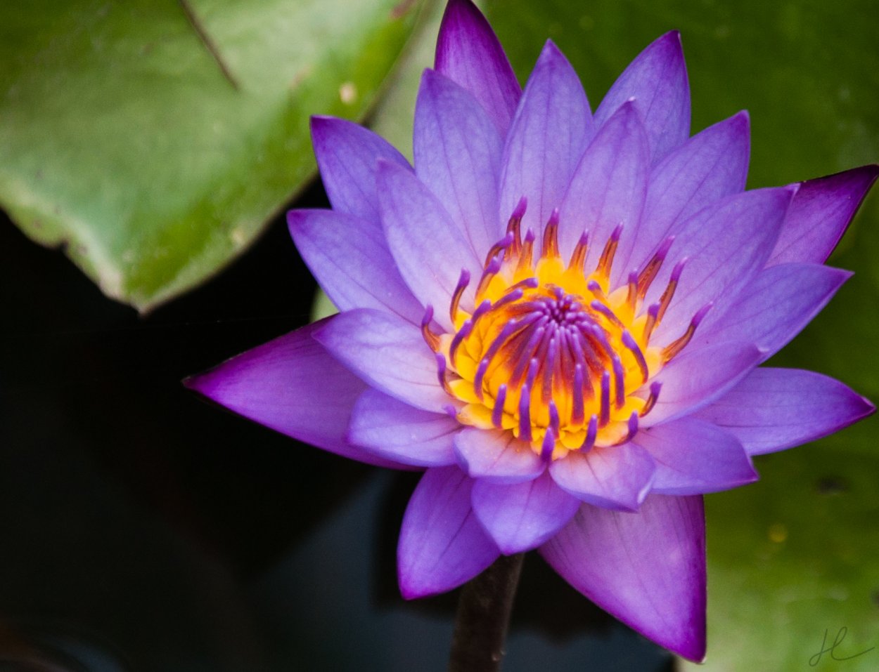 Национальный цветок Индонезии