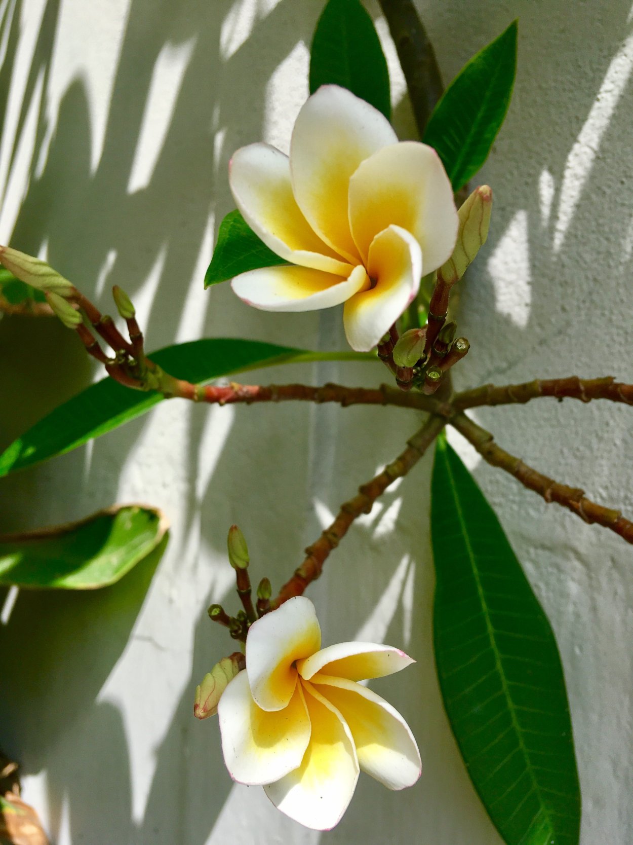 Жасмин Плюмерия