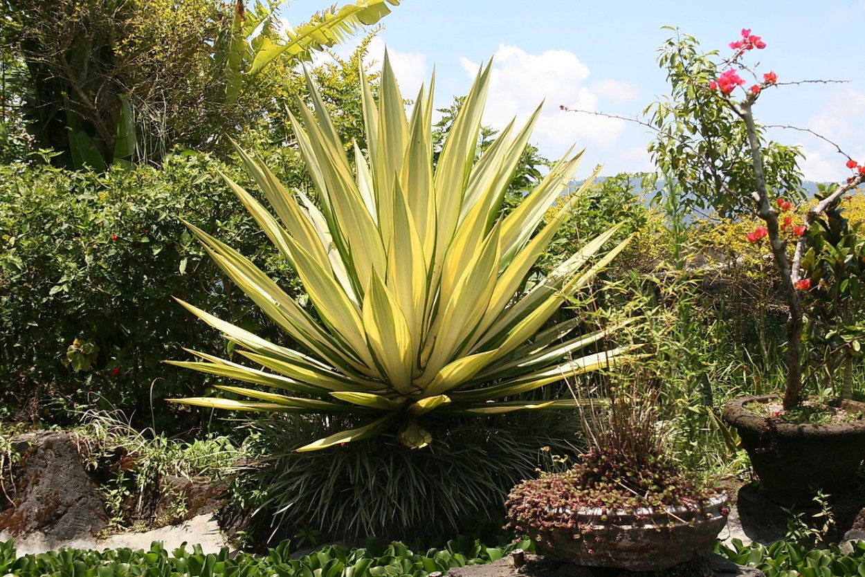 Плюмерия Гавайи