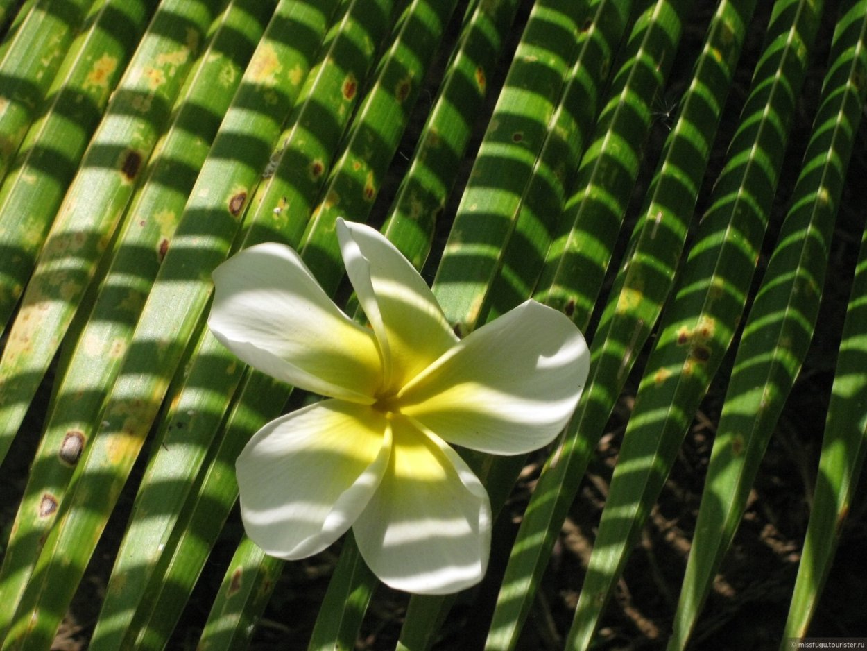 Балийский цветок Франжипани