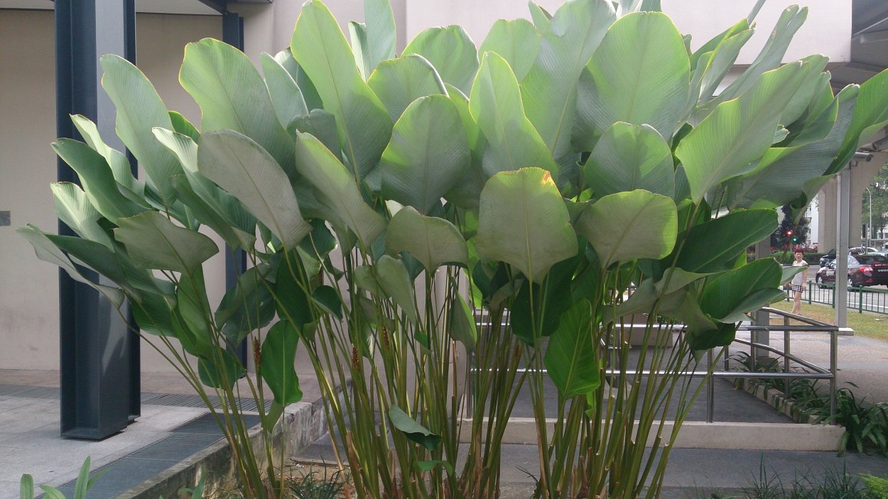 Бали оролари