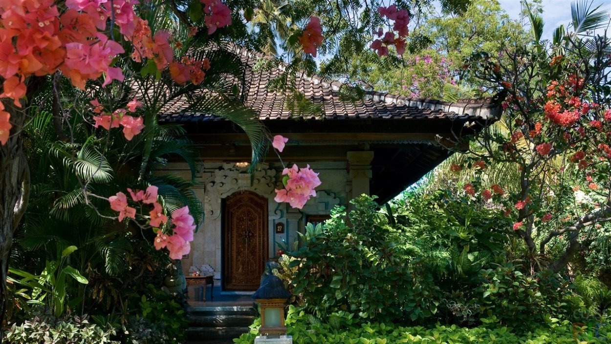 Дерево на Бали с белыми цветами