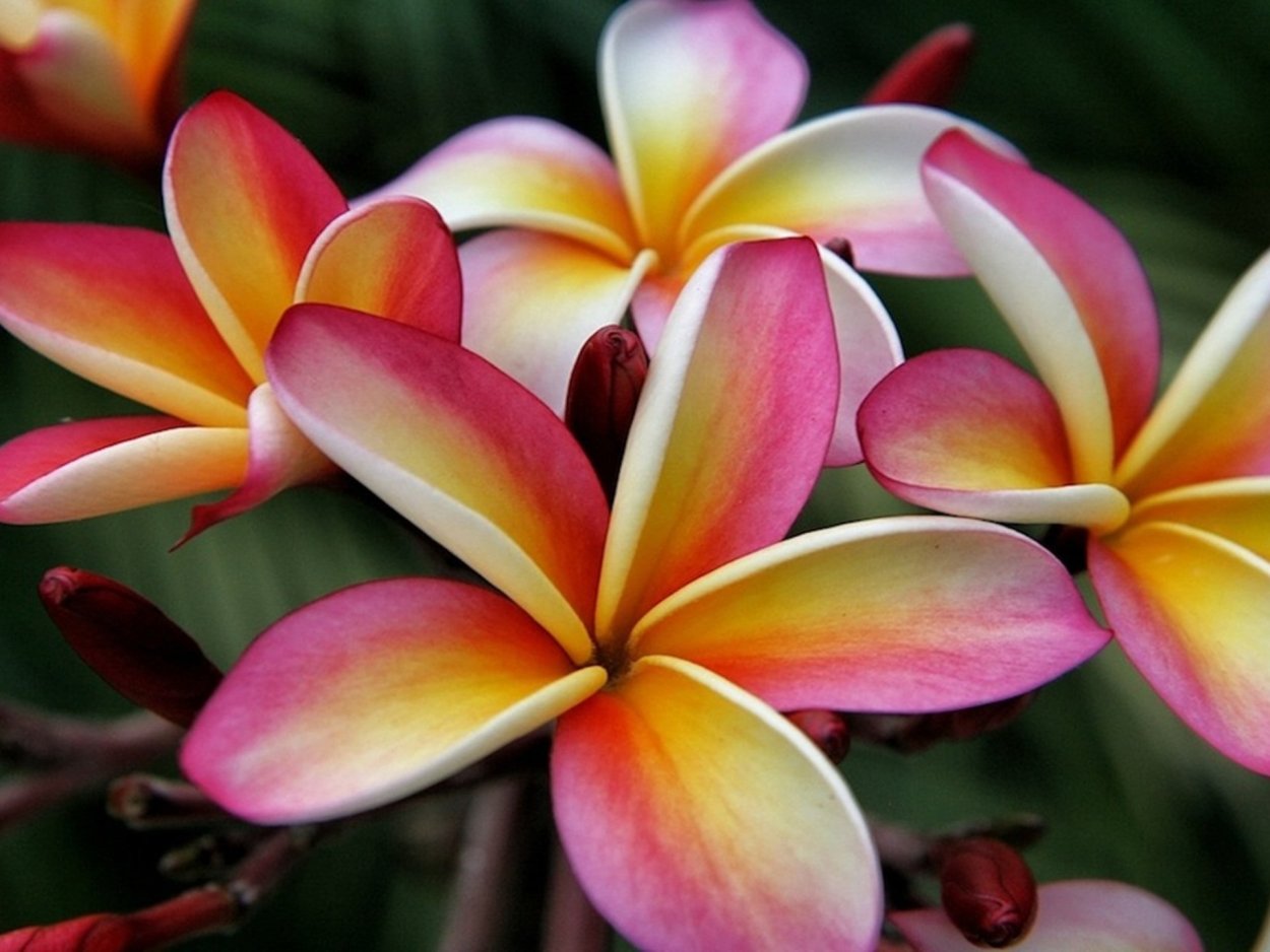 Frangipani дерево