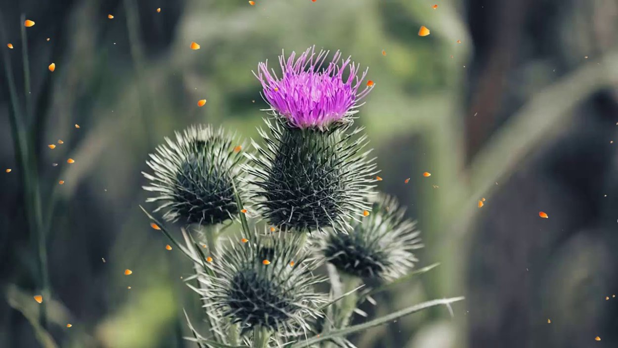 Чертополох Шотландия