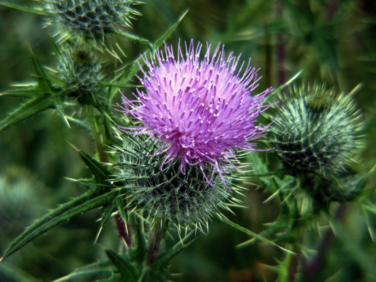 Чертополох Ройл Альберт