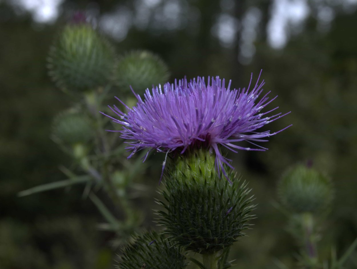 Чертополох отцветший