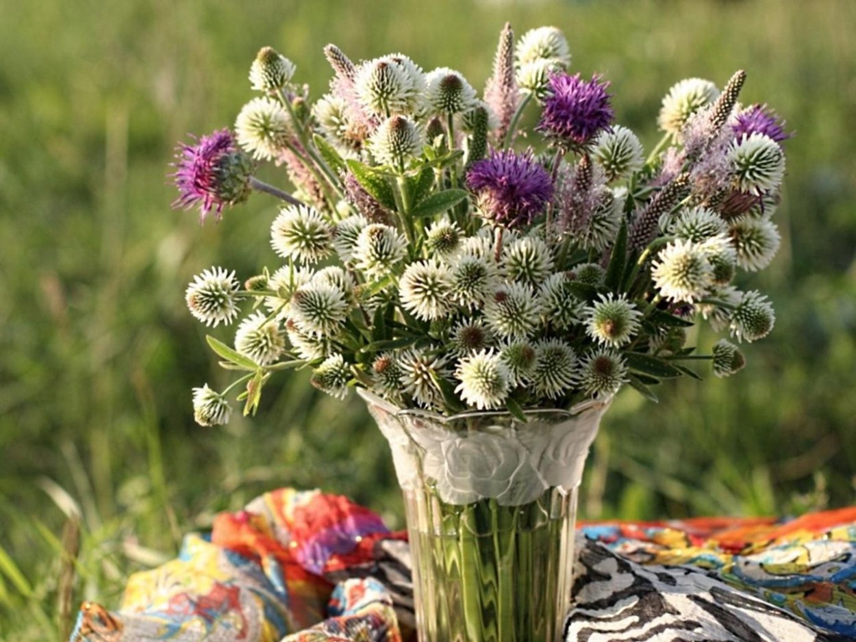 Чертополох и Клевер