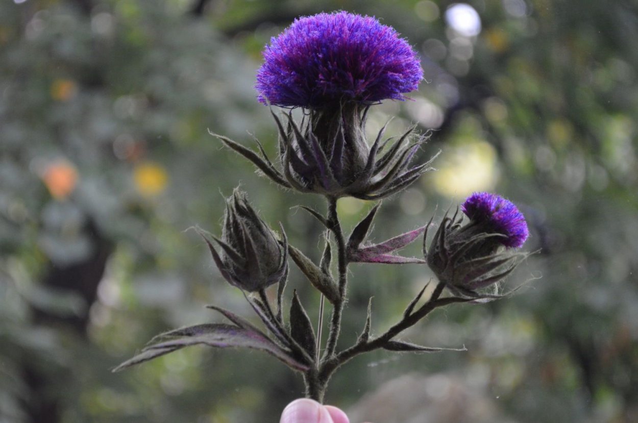 Чертополох из шерсти мериноса