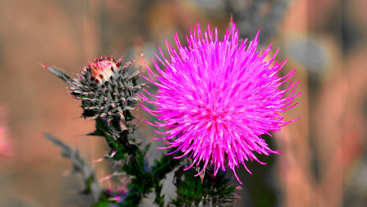 Цветущий чертополох