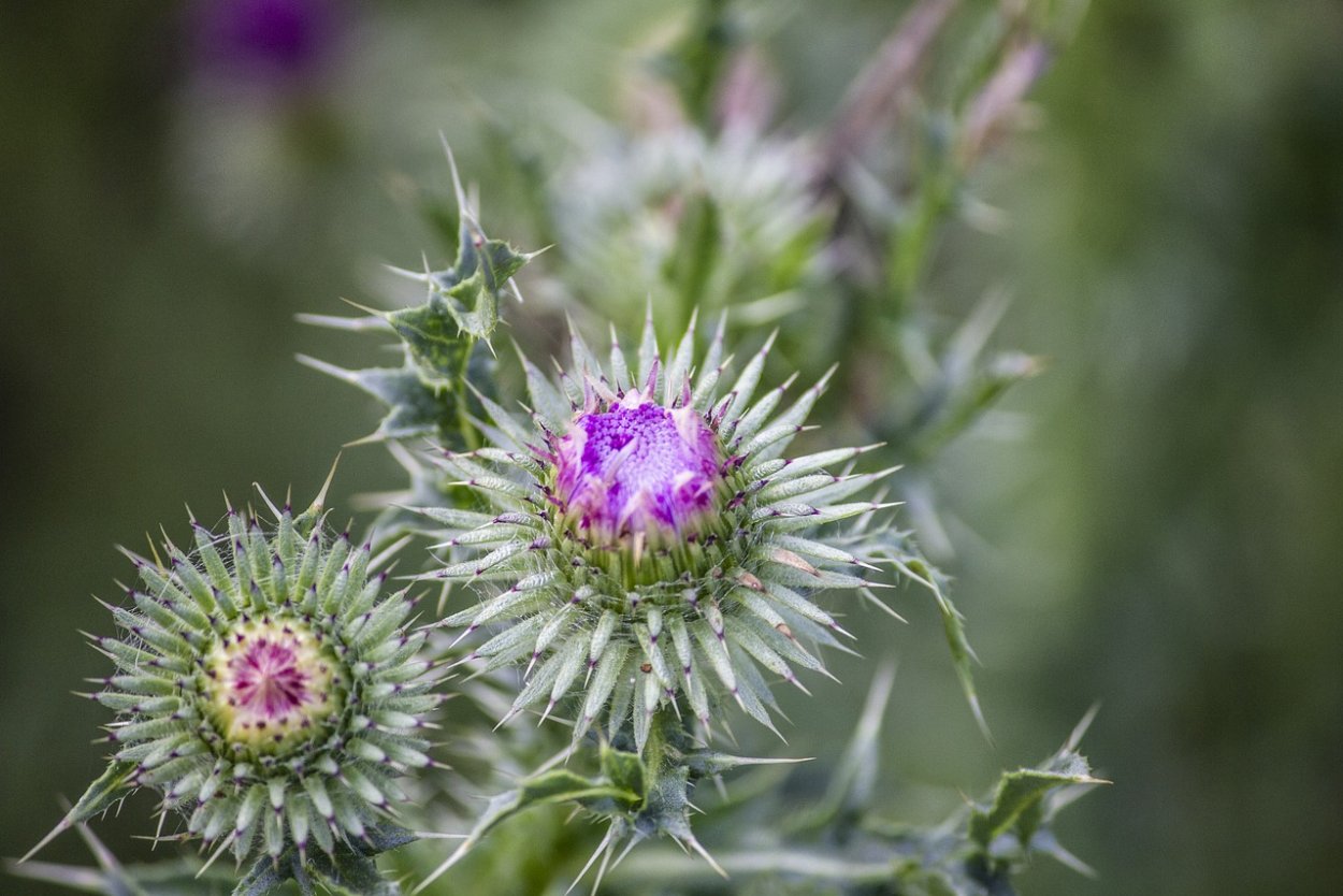 Синеголовник Чертогон