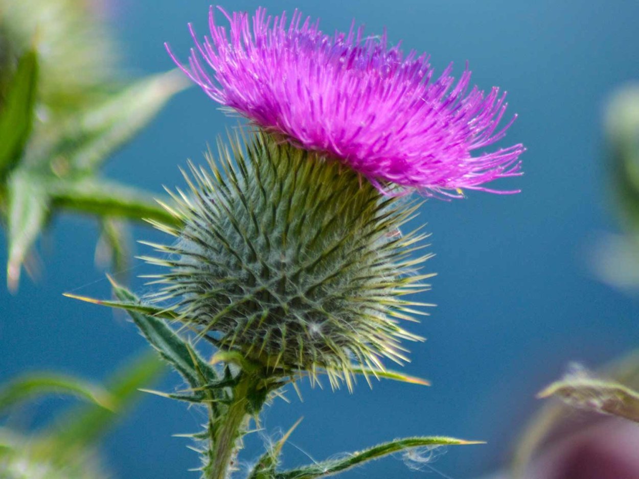 Чертополох Шотландия