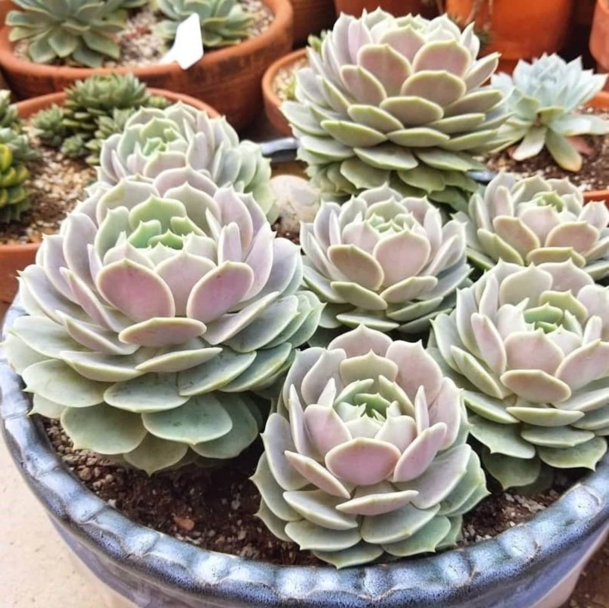 Суккуленты из фисташковых скорлупок