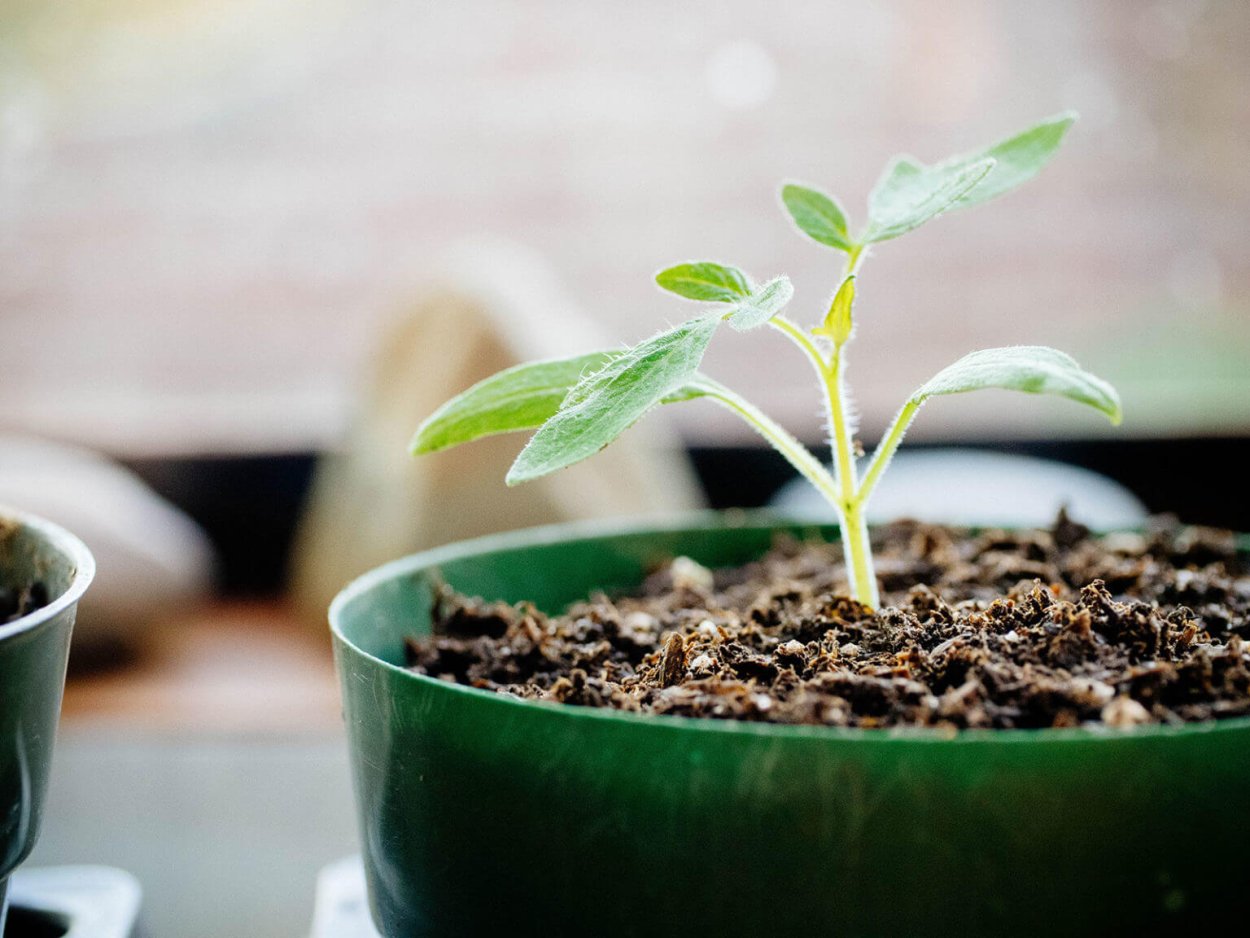 Бледная рассада томатов