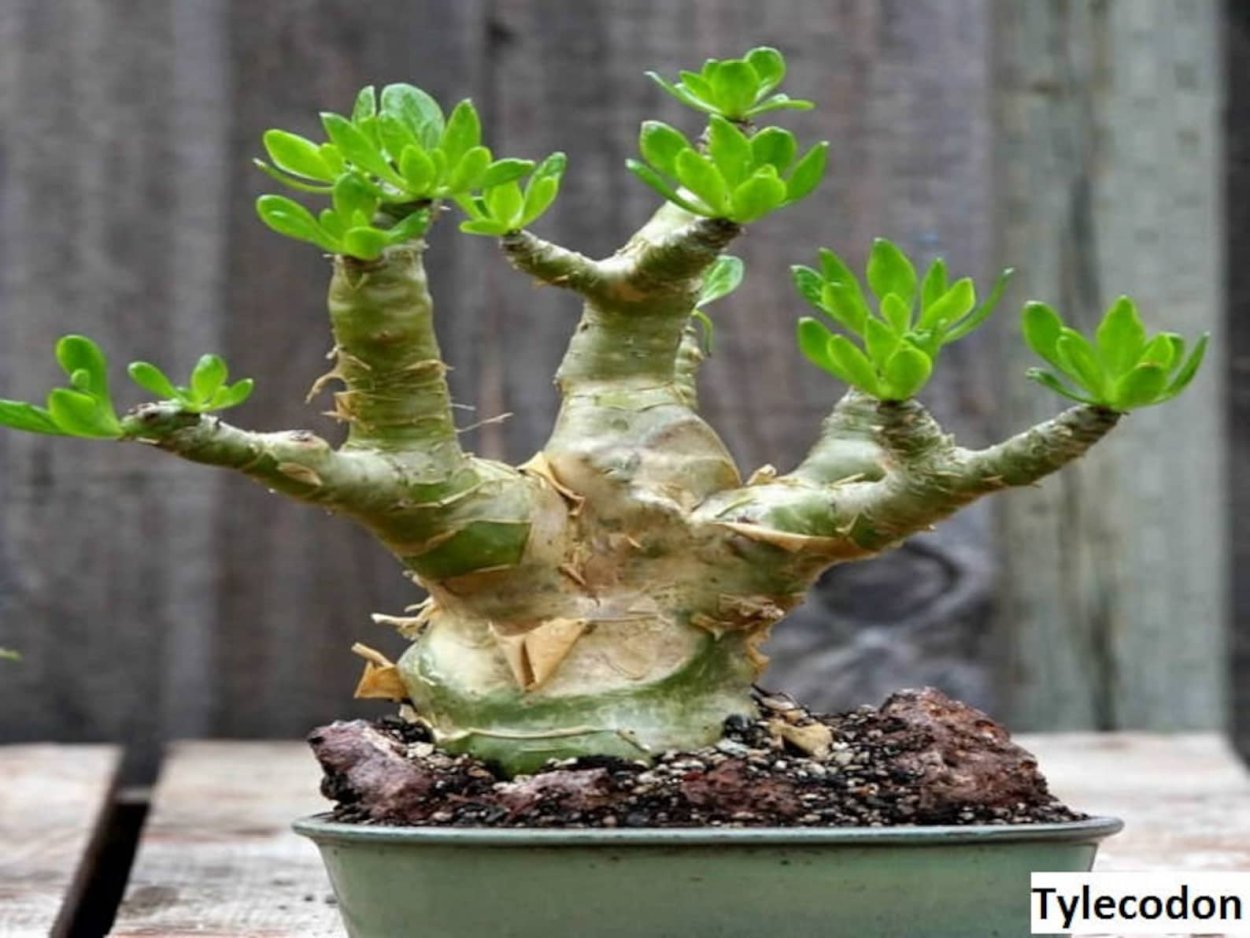 Оазис из суккулентов