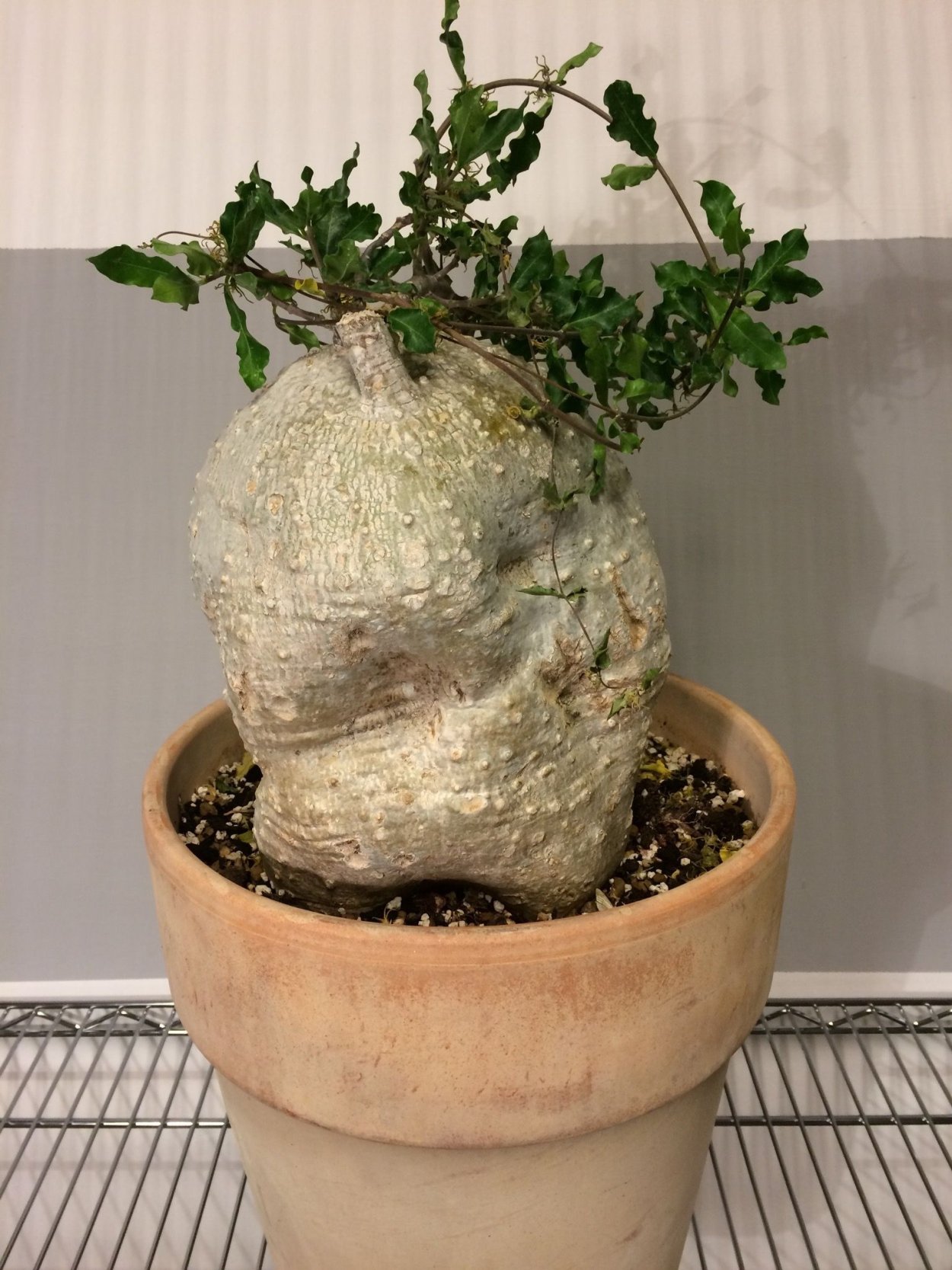 Фокея Эдулис