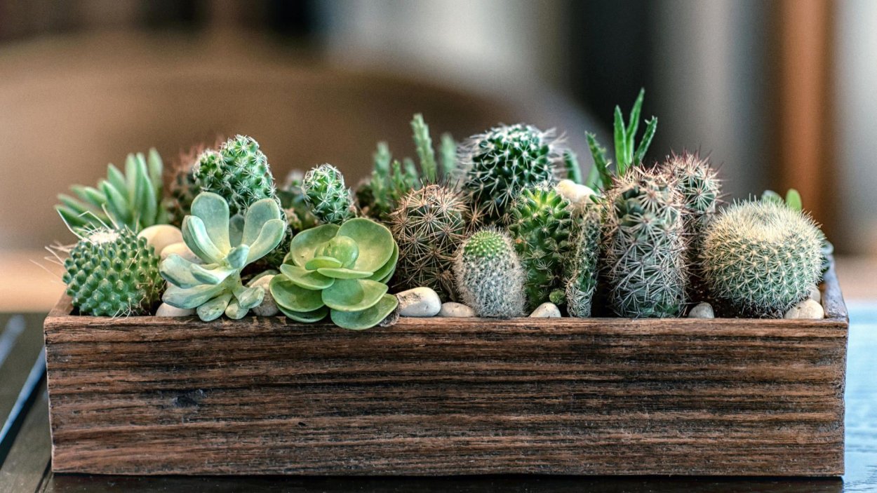 Перлит для суккулентов